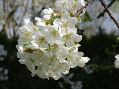 Our garden: Cherry blossoms