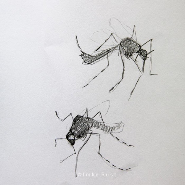 Pencil study of dead mosquitoes