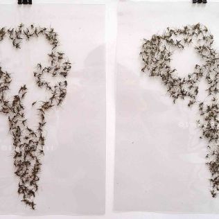 Mozzi Skulls. Mosquitoes and lamination foil.29x21cm